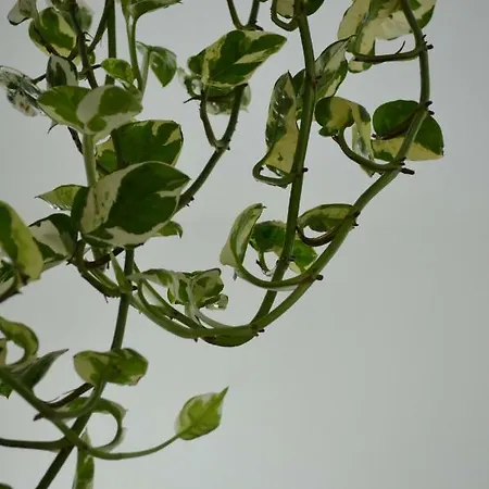 דירה Vacanza Da Luisa San Giovanni Suèrgiu